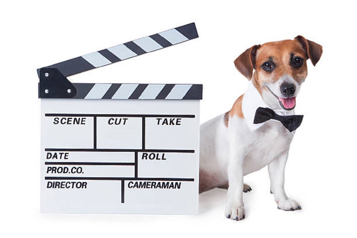Use of Animals in Films