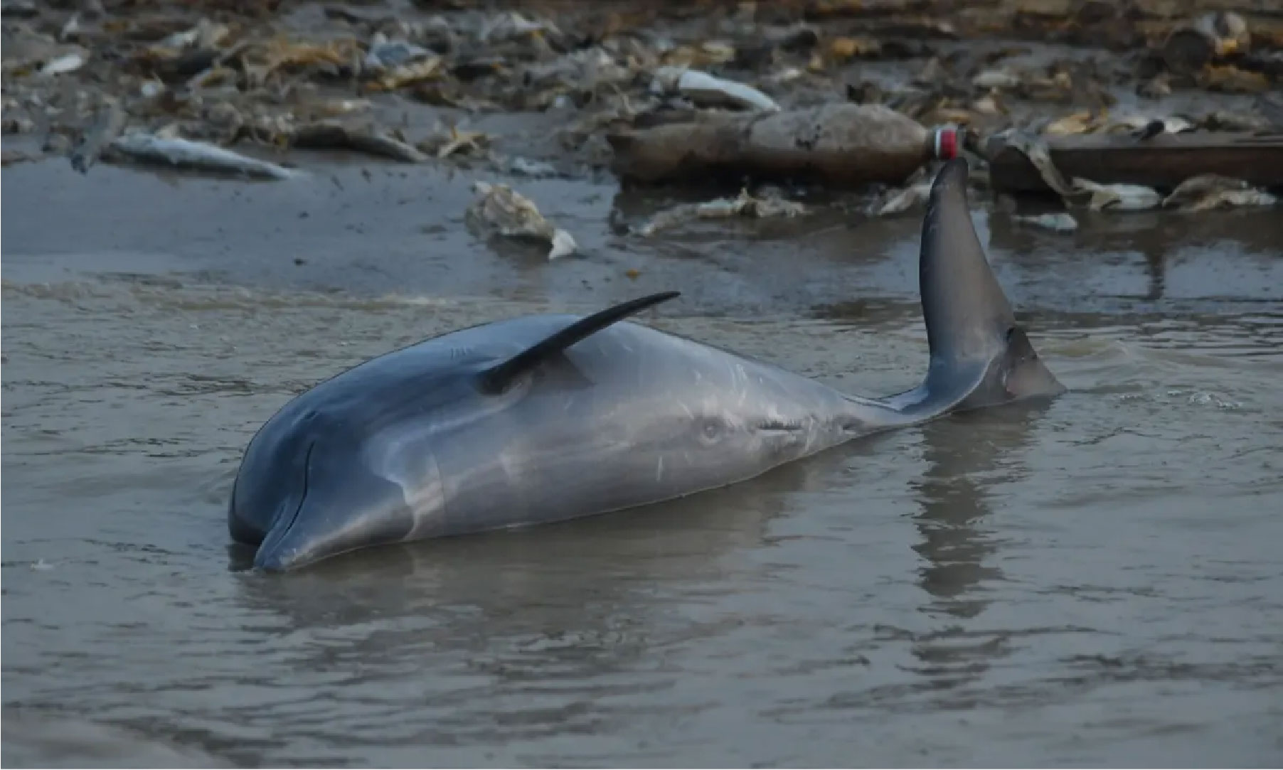 100 dolphins die Amazon