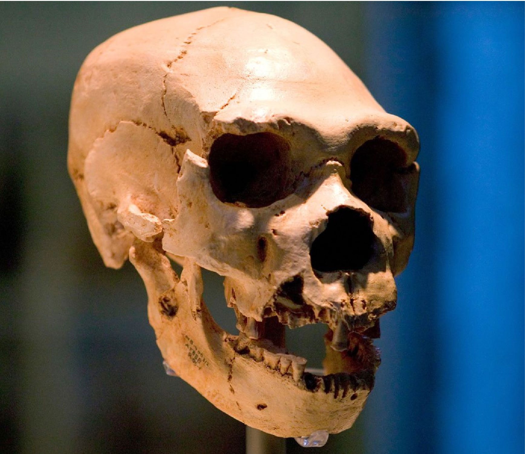 into ancient genomes