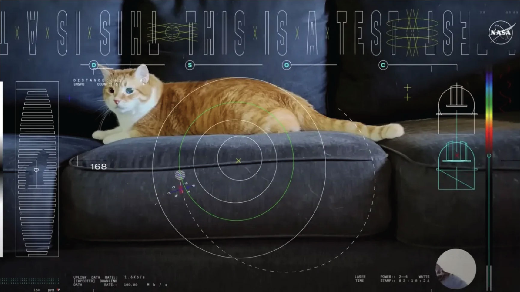 the orange tabby