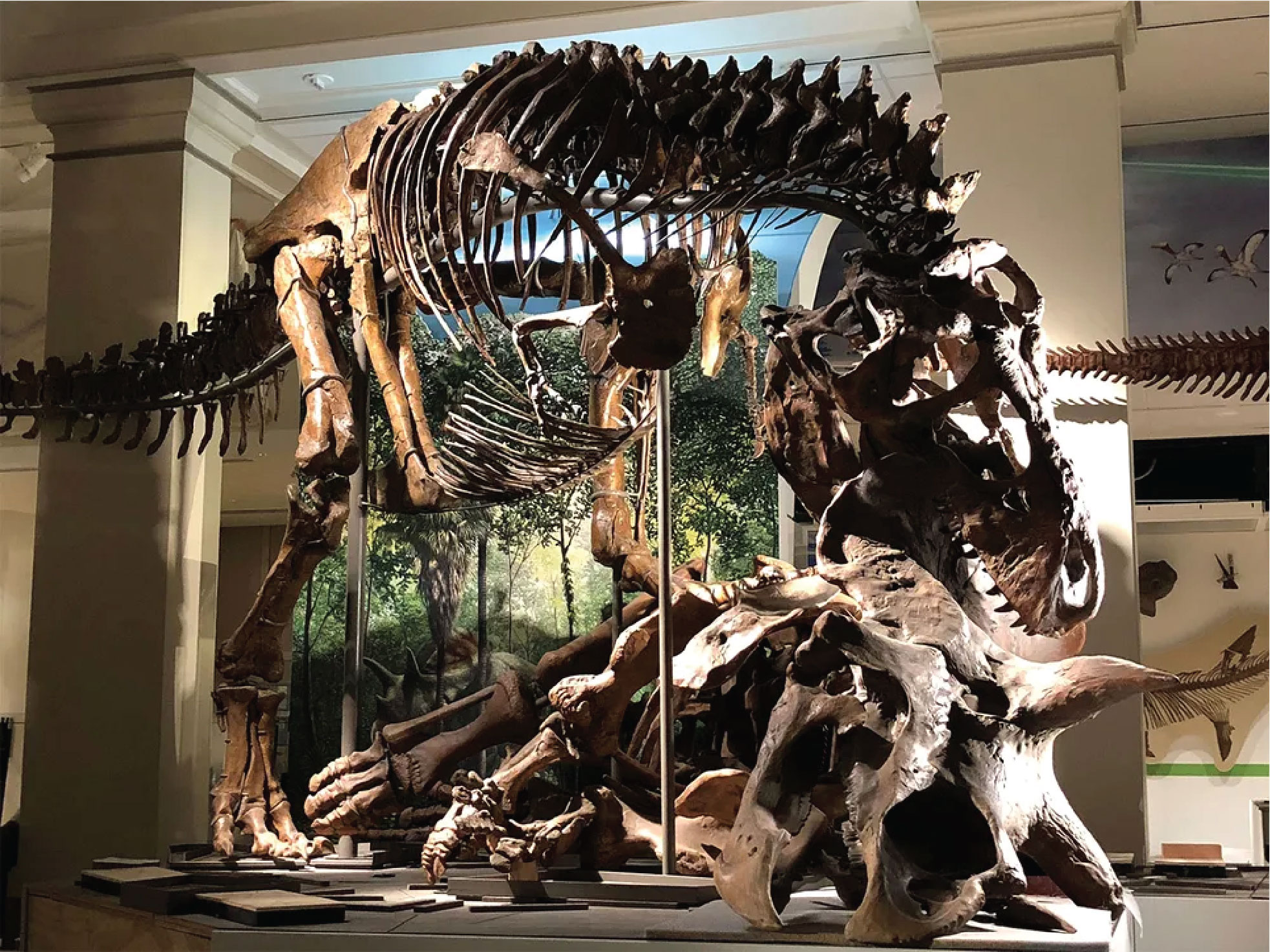 The Tyrannosaurus rex