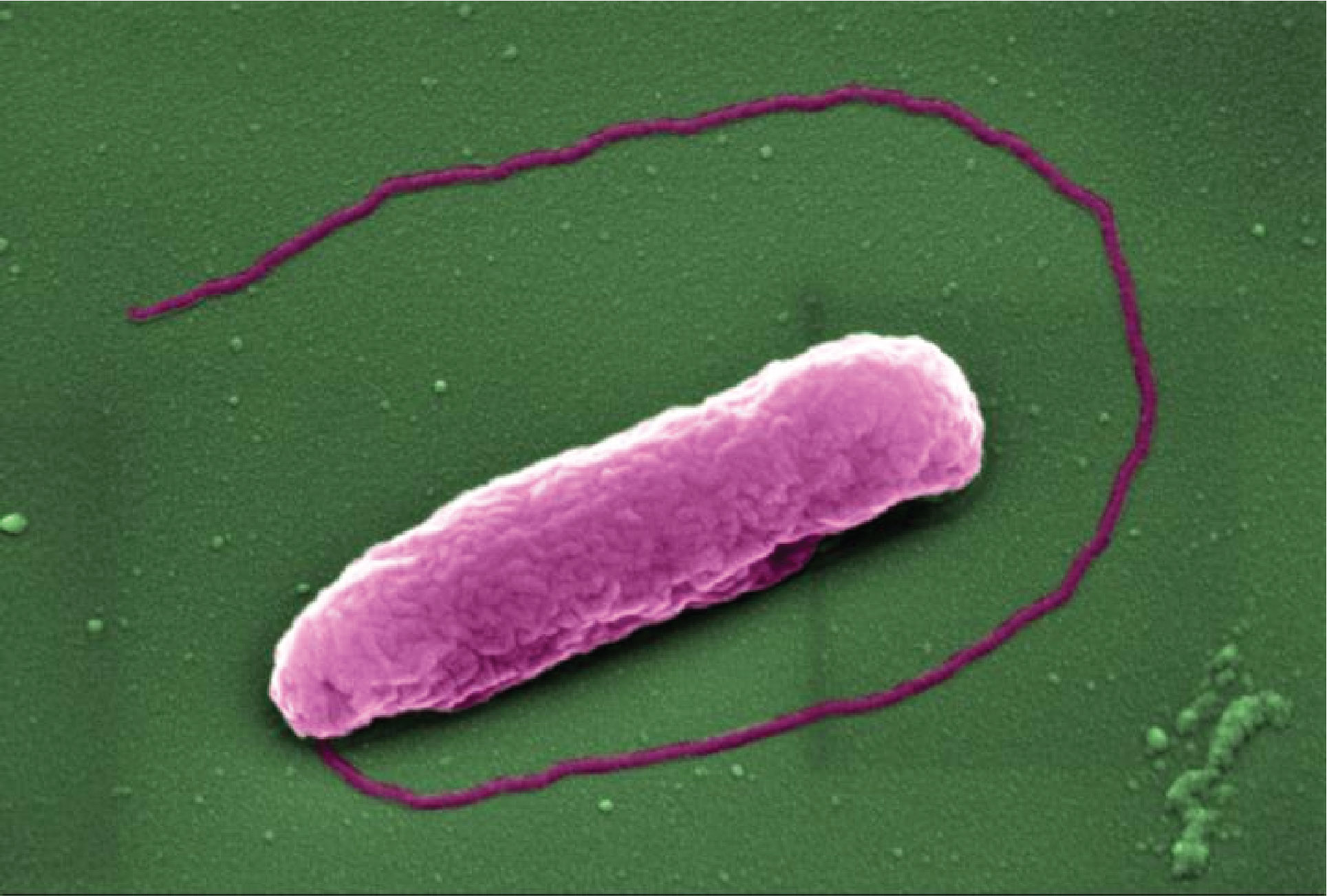 A new experimental antibiotic